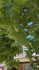 Platanus occidentalis