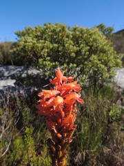 Disa ferruginea