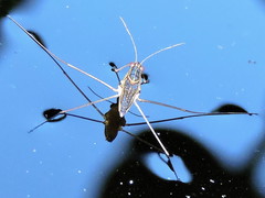 Limnogonus