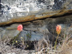 Disa ferruginea