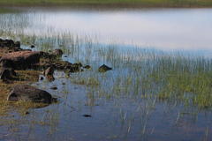 Schoenoplectus decipiens