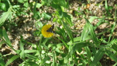 Hysterionica jasionoides