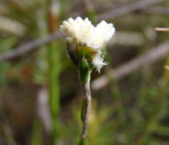 Lachnaea greytonensis