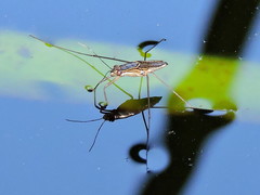 Limnogonus