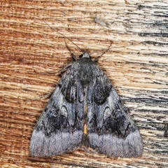 Catocala badia coelebs