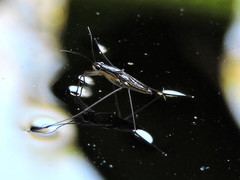 Limnogonus