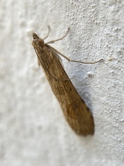 Nomophila noctuella