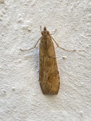 Nomophila noctuella