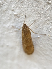 Nomophila noctuella