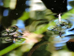 Limnogonus