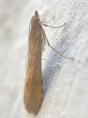 Nomophila noctuella