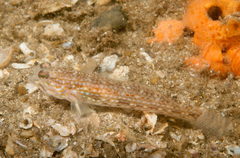 Istigobius hoesei
