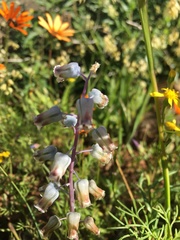 Lachenalia bolusii