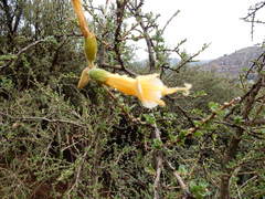 Cantua