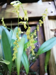 Pleurothallis quadrifida