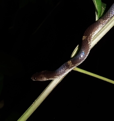 Lycodon travancoricus