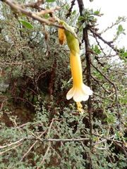 Cantua