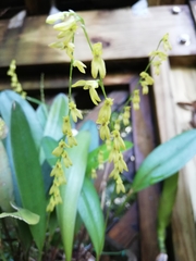 Pleurothallis quadrifida
