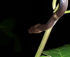 Lycodon travancoricus