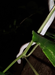 Lycodon travancoricus