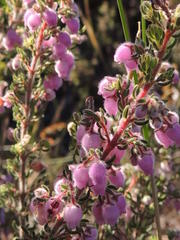 Erica hirtiflora hirtiflora