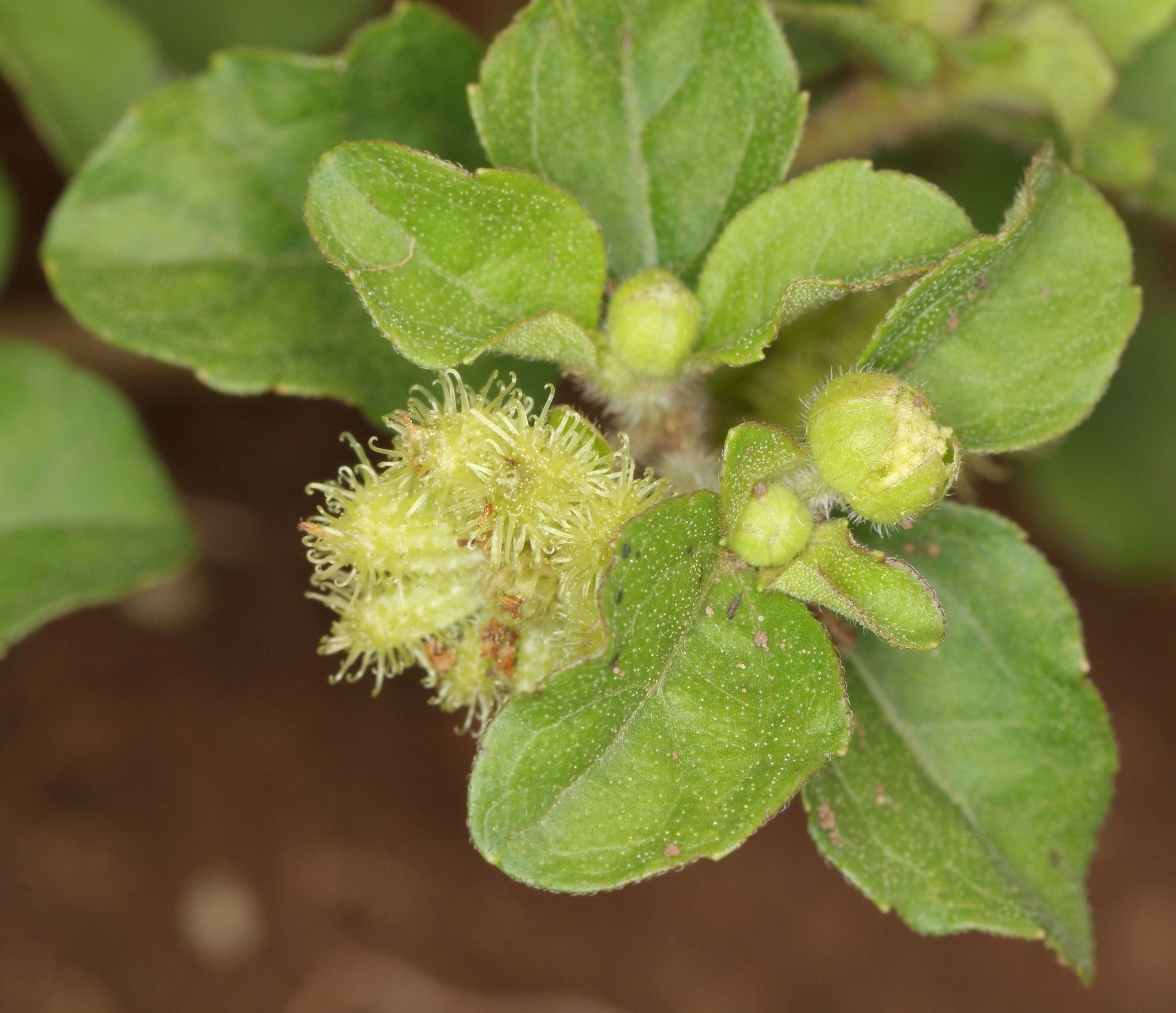 Acanthospermum australe
