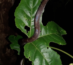 Lycodon travancoricus