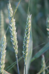 Triticum durum