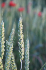 Triticum durum