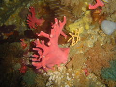 Stylaster nobilis