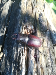 Lucanus tetraodon