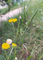 Hysterionica jasionoides