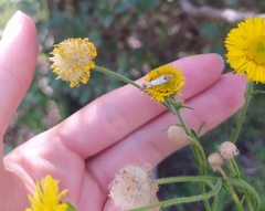 Hysterionica jasionoides
