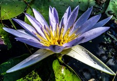 Nymphaea nouchali caerulea