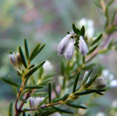 Erica fuscescens