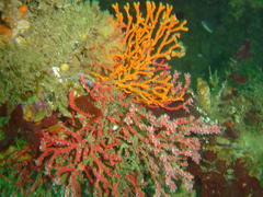 Melithaea rubra
