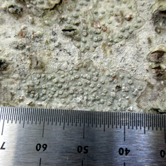 Pertusaria alpina