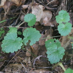Glechoma hederacea