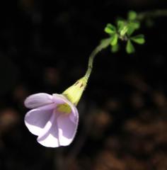 Oxalis ebracteata