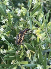 Chauliognathus obscurus