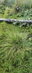 Carex magellanica
