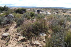 Muraltia horrida
