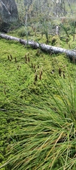 Carex magellanica