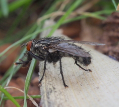 Sarcophaga subvicina