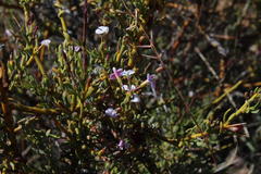 Muraltia horrida