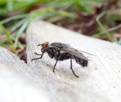Sarcophaga subvicina
