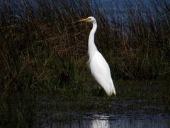 Ardea intermedia brachyrhyncha