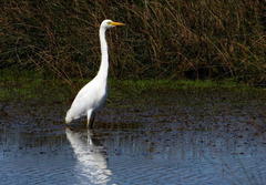 Ardea intermedia brachyrhyncha