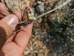 Spiraea hypericifolia