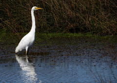 Ardea intermedia brachyrhyncha